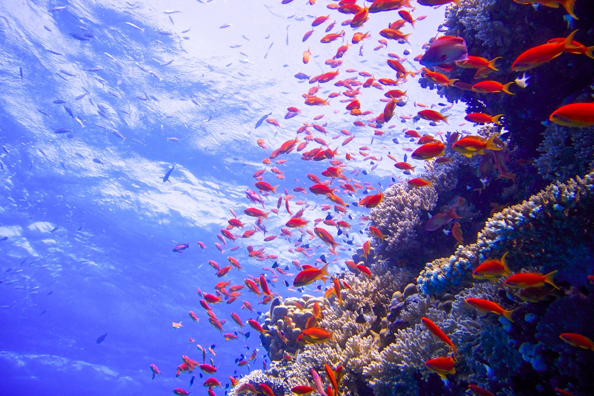Sharm Waters main image 1