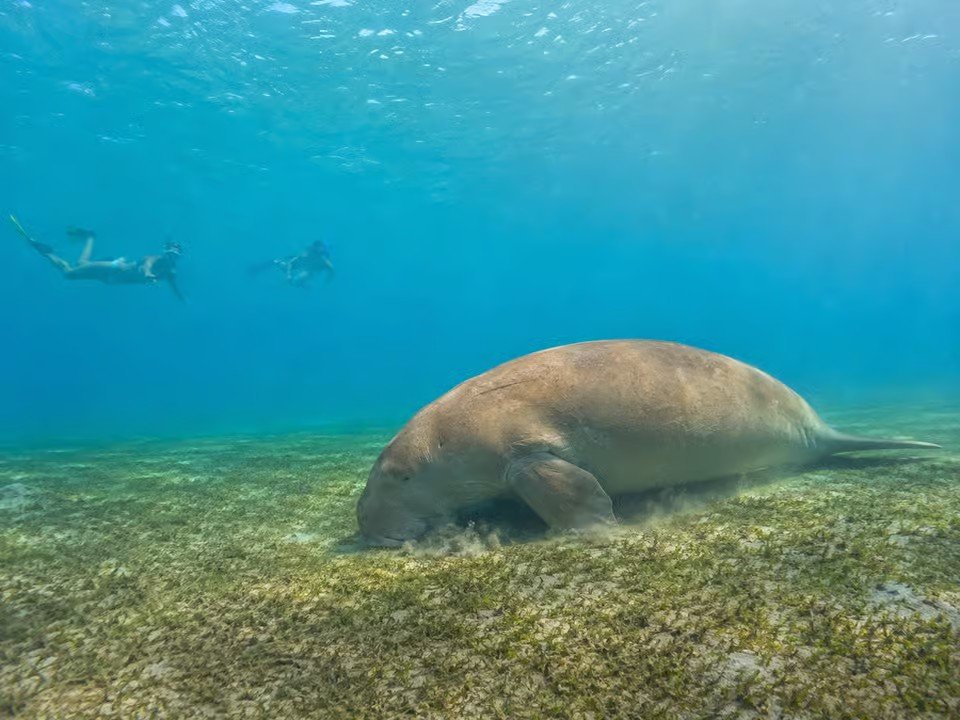 Abu Dabbab Beach snorkeling and diving trip in Marsa Alam with coral reefs and Red Sea marine life
