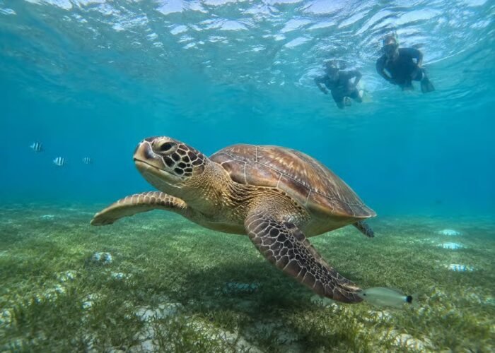 Marsa Alam Sunset Snorkeling Trip with Turtles and Dugong