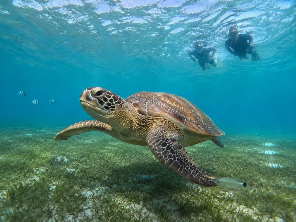 82fa27640ef278b72df65308f59abccb3de42be3d15286571d30f2e894126625 Marsa Alam Sunset Snorkeling Trip with Turtles and Dugong